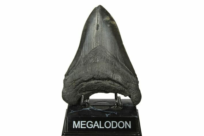 Fossil Megalodon Tooth - South Carolina #190210